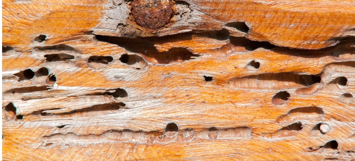 Tarli nelle case in legno: rischio reale o mito?